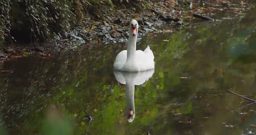 A Beautiful Graceful White Swan Isolated in a Lake with Reflection.
