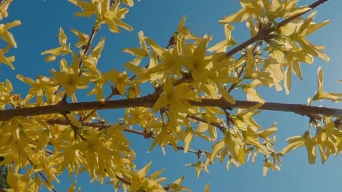 Flowering branch of forsythia shrub with yellow flowers in blue sky with bright sunlight background