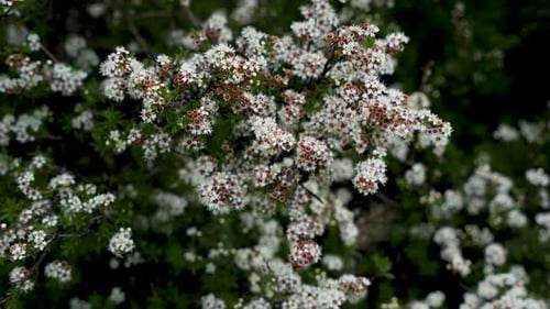 Des abeilles noires volent autour d'un buisson fleuri qui se déplace au gré du vent.