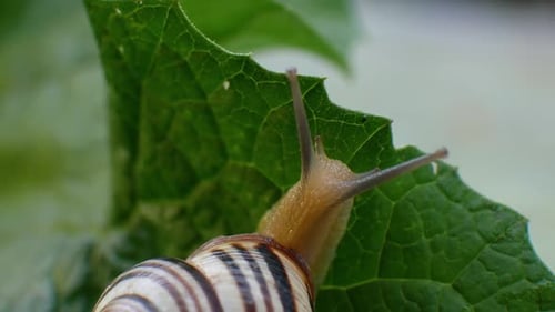 Snail Crawling on a Green Leaf Close-Up