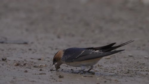 Red-rumped swallow birds