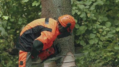 Holzfällerin im Wald Junge Spezialistin für Schutzausrüstung schneidet einen Baum mit einer Kettensäge, arbeitet daran