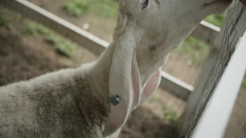 Hand Pets White Sheep Behind Fence on Farm