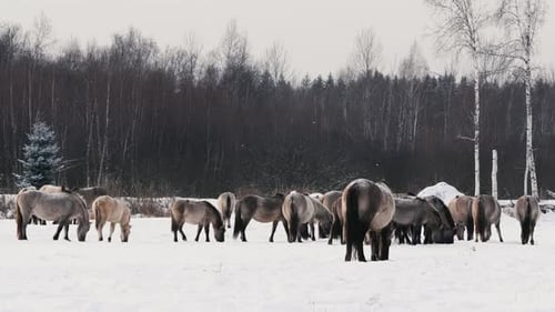Wild Konik Horse Grazing and Playing in Snowy Belarus Field CloseUp