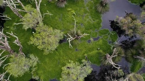 Aerial view of natural wetlands