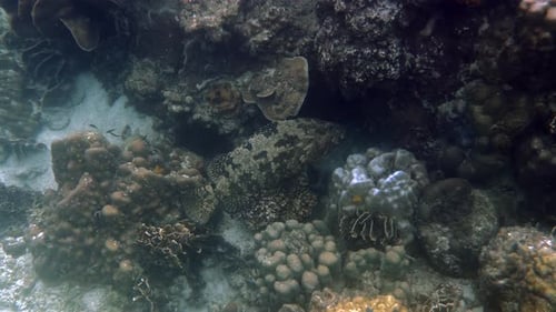 Vibrant Coral Reef Ecosystem Underwater