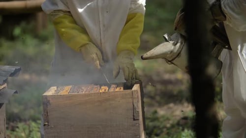 Apicultores sopram fumaça na colmeia para começar a inspecioná-la - Câmera lenta