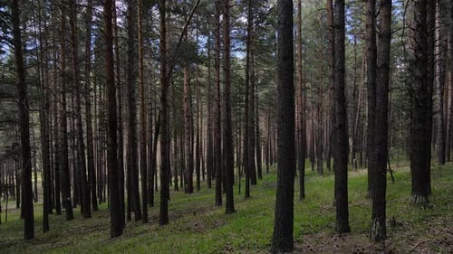 Schottische Pinienwälder
