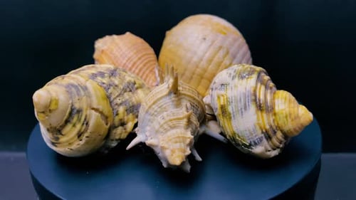 old sea snail shell