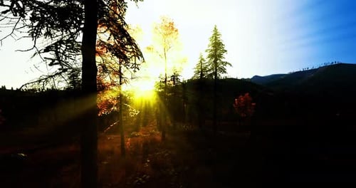Rayons de soleil intimes filtrant à travers le couvert forestier, toile de fond de bien-être