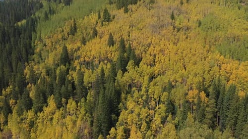 Aerial View of Green Yellow Landscape on Sunny Autumn Day. Aspen and Conifer Trees and Colorful Foli