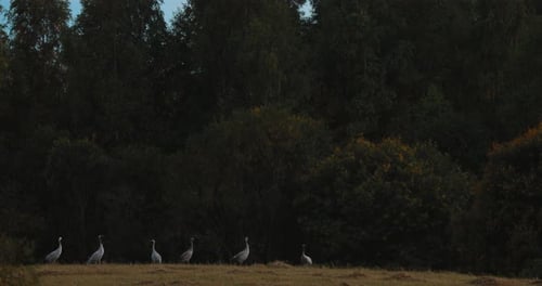 Flock Of Common Cranes Or Eurasian Cranes Sits Against Background Of Leaf Forest