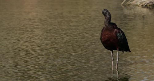 Glossy ibis, Plegadis falcinellus, Camargue, France