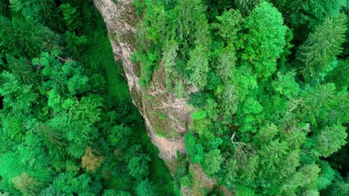 Historical Zilkale and Forest