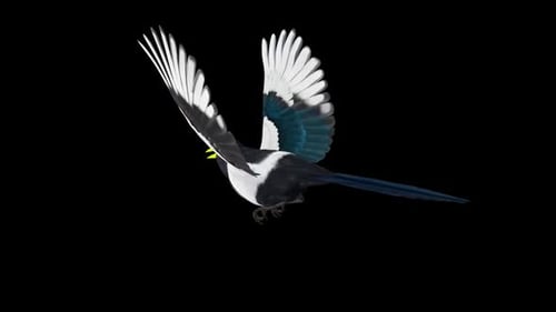 American Magpie Bird - Californian Yellow Beak - Flying Loop - Aerial Back Angle CU - Alpha Channel