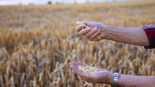 Hands Sort Grain in Golden Wheat Field