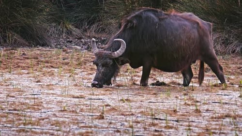 Buffalo 2K