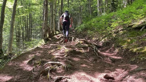 A Man with a Backpack Climbs a Forest Mountain Path with Many Protruding Roots on a Sunny Day