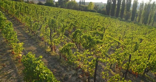 Vue aérienne d'un vignoble écologique et biologique avec des grappes de raisin mûres utilisées pour un vin de haute qualité