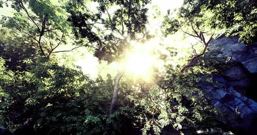 Sunlight Filters Through Lush Foliage in a Vibrant Forest Setting