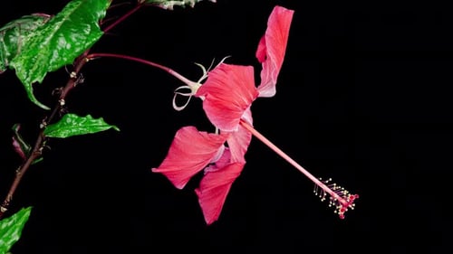 Pink Hibiscus Opens Big Flower in Time Lapse on a Green Variegated Leaves and Black Background