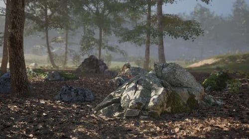 Natural Landscape with Rocks and Trees in a Serene Forest Setting