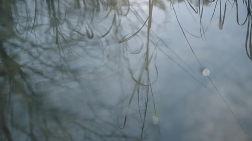 Reflet des roseaux naturels et des plantes dans l'eau calme qui commence à bouger et à onduler. Ralenti