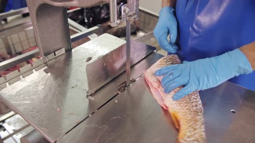 Fish Filleting with Band Saw in Food Production Worker Cutting Fresh Fish with Band Saw in Factory