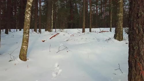 Winter Walk On Lake Streshno 02