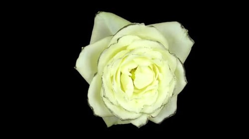 Elegant White Rose Blooming in Time Lapse
