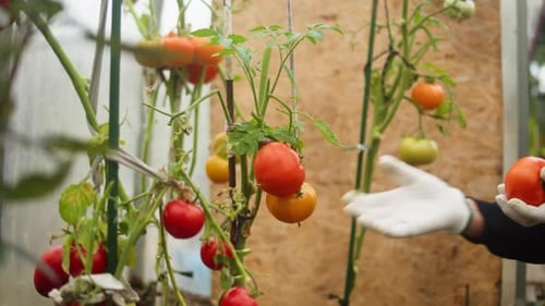 Garden Worker Picking Cherry Tomatoes Eco Farmer Greenhouse Cultivation Manual Harvesting Vegetable