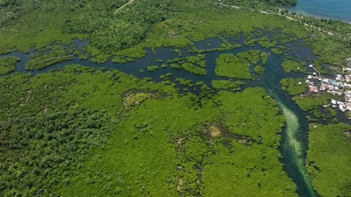 Mangrove Forest with Scattered Waterways Near Coast Siargao Philippines
