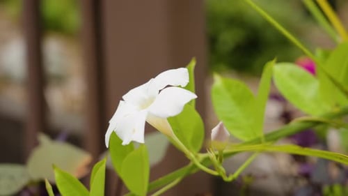 Dreht sich langsam um die kleine Blume.