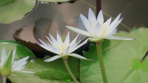 Floating water lily at the lake