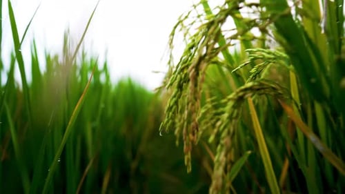 Showing Green Rice Tree Field, Landscape Of A Rural Rice Field View