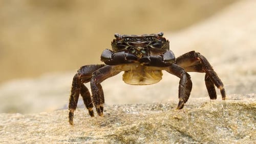 Crab