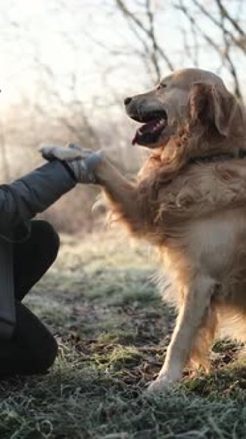 Woman Petting Golden Retriever Dog Outside