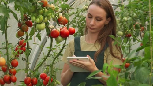 Agribusiness Owner Checking Tomatoes Quality with Technological Tablet in Farm