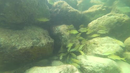 Peces cerca del arrecife de coral en una playa del Caribe mexicano