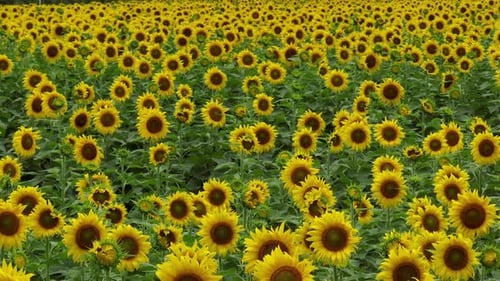 Sunflowers