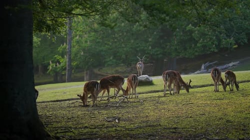 Deer Gracefully Grazing On Green Grass