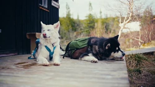 Two Dogs Outfitted With Hiking Packs Rest Beside a Rustic Cabin Near Reinsjøen in Åfjord, Trøndelag,