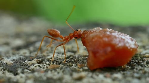 Rote Ameise