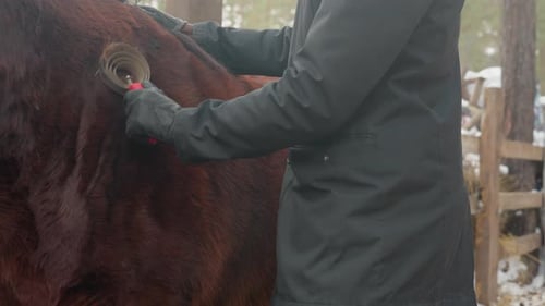 Assistente de celeiro preparando o flanco do cavalo com pente de curry e mão enluvada ao ar livre, focado no pátio de neve