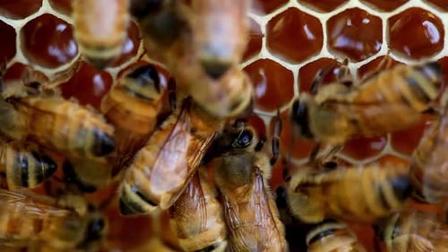 Honey Bees making Honey in comb