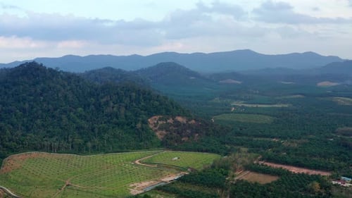 Aerial view of oil palm plantation, Malaysia