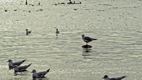 Flock Of Seagulls Floating In The Sea On A Misty And Windy Day