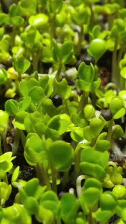 Close-up time-lapse of small plant sprouting from seed in soil, showing early growth stages.