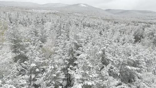 Aerial View of a Winter Snowcovered Pine Forest