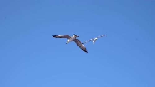 Seagulls In Flight Against Blue Sky On Sunny Day. low angle, rear view